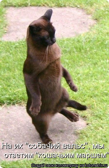 На их "собачий вальс", мы ответим "кошачьим маршем"!... Котоматрица: На их "собачий вальс", мы ответим "кошачьим маршем"!