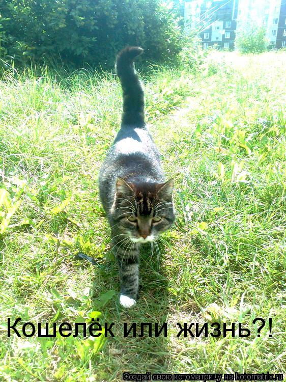 Кошелёк или жизнь?!... Котоматрица: Кошелёк или жизнь?!