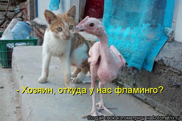 - Хозяин, откуда у нас фламинго?... Котоматрица: - Хозяин, откуда у нас фламинго?