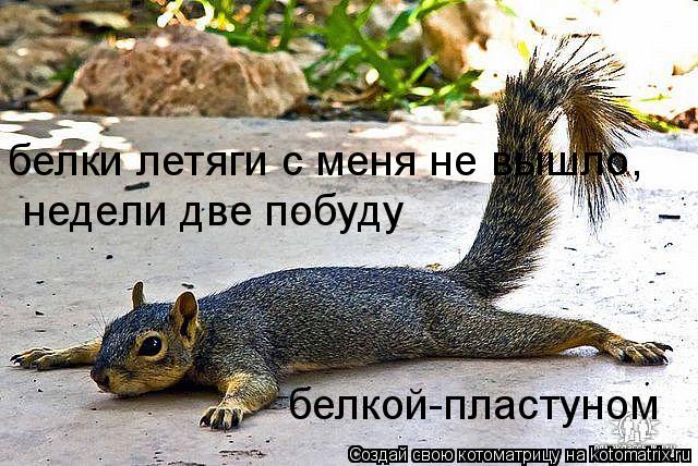 Котоматрица: белки летяги с меня не вышло, недели две побуду белкой-пластуном