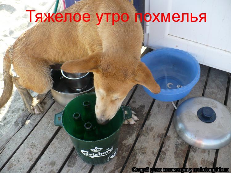 Котоматрица: Тяжелое утро похмелья