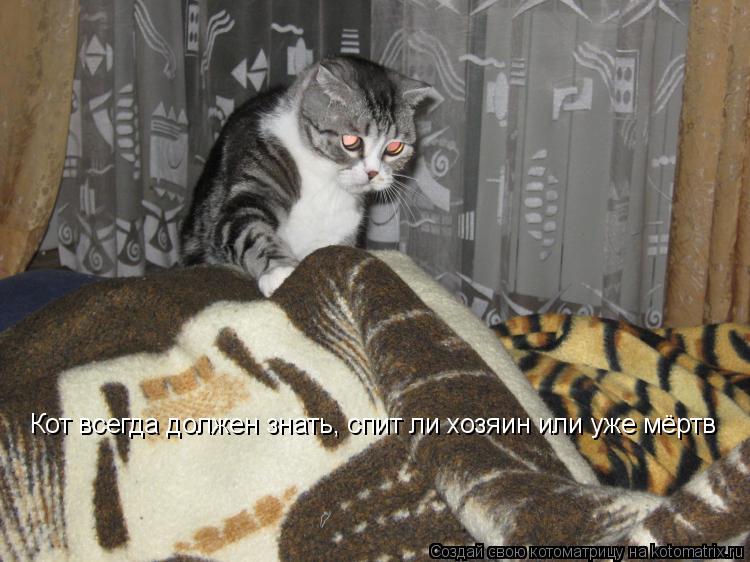 Котоматрица: Кот всегда должен знать, спит ли хозяин или уже мёртв