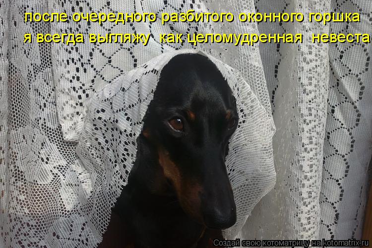 Котоматрица: после очередного разбитого оконного горшка я всегда выгляжу  как целомудренная  невеста