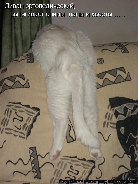 Котоматрица: Диван ортопедический, вытягивает спины, лапы и хвосты ......