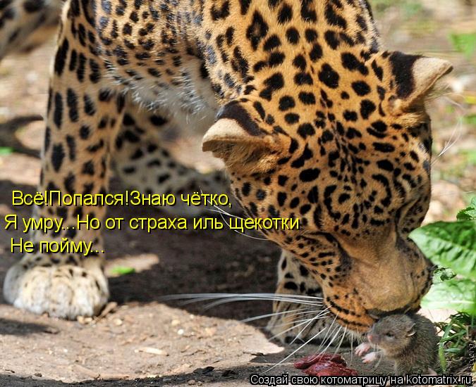 Котоматрица: Всё!Попался!Знаю чётко, Я умру...Но от страха иль щекотки Не пойму...