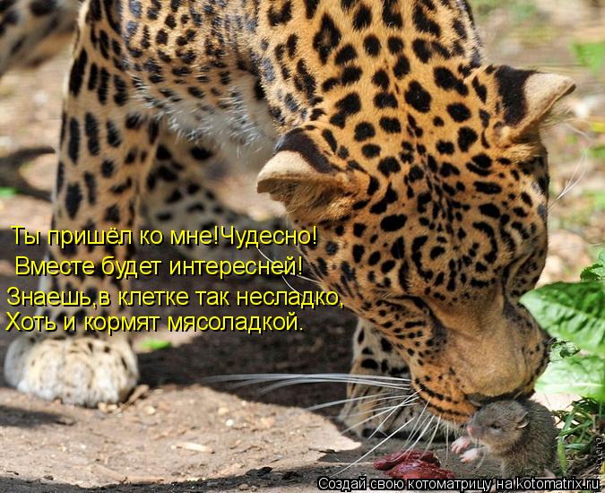 Котоматрица: Ты пришёл ко мне!Чудесно! Вместе будет интересней! Знаешь,в клетке так несладко, Хоть и кормят мясоладкой.