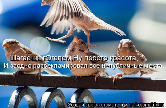 Котоматрица: Шагаешь гОголем,Ну просто красота, И заодно разрекламировал все непубличные места...