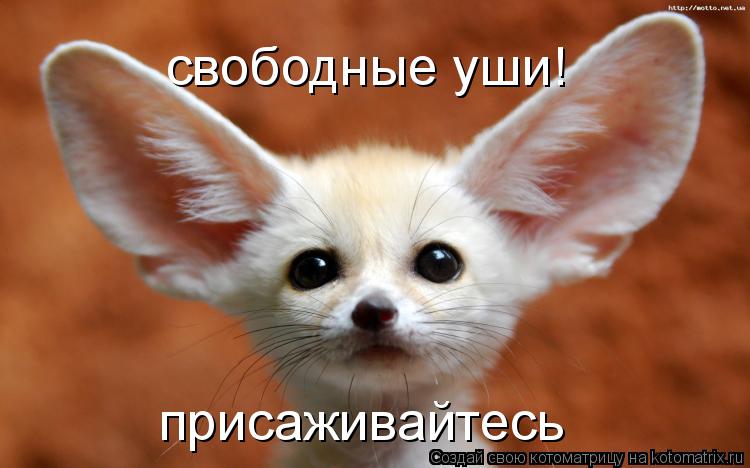 Котоматрица: свободные уши! присаживайтесь