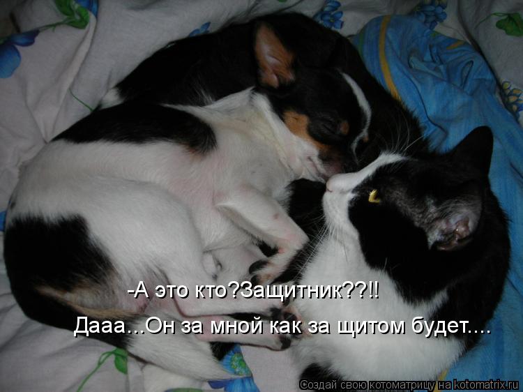 Котоматрица: -А это кто?Защитник??!! Дааа...Он за мной как за щитом будет....