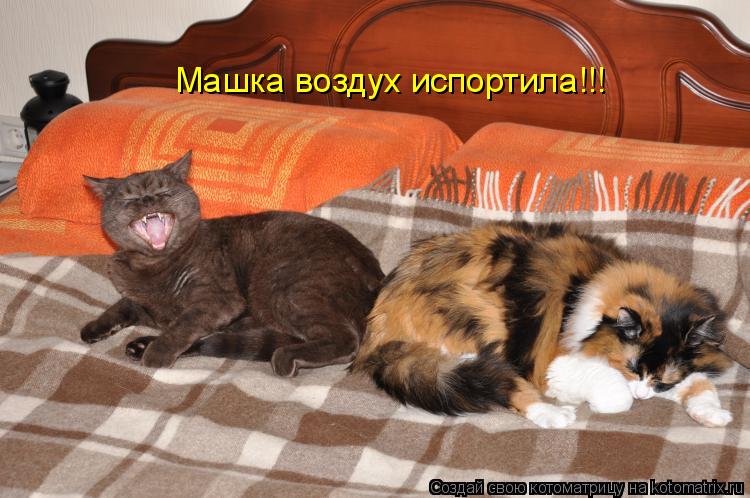 Котоматрица: Машка воздух испортила!!!
