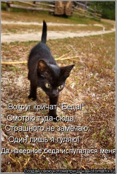 Котоматрица: Вокруг кричат:"Беда!" Смотрю туда-сюда, Страшного не замечаю, Один лишь я гуляю! Да,наверное,беда испугалася меня!