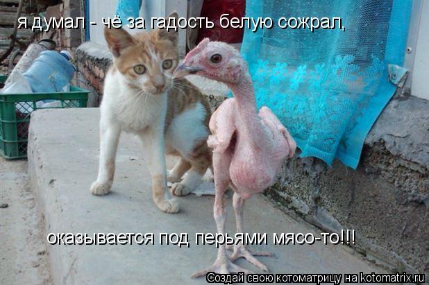 Котоматрица: я думал - чё за гадость белую сожрал, оказывается под перьями мясо-то!!!