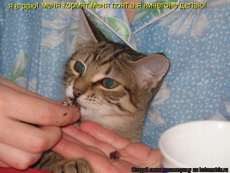 Котоматрица: я в раю! меня кормят,меня поят,а я ничегоне делаю!