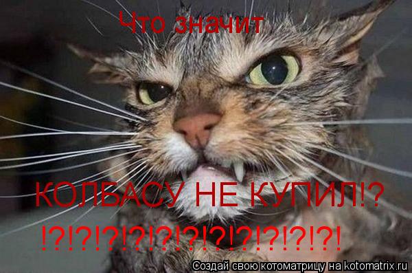 Котоматрица: Что значит КОЛБАСУ НЕ КУПИЛ!? !?!?!?!?!?!?!?!?!?!?!?!
