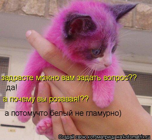 Котоматрица: задрасте можно вам задать вопрос?? да! а почему вы розавая!?? а потомучто белый не гламурно)