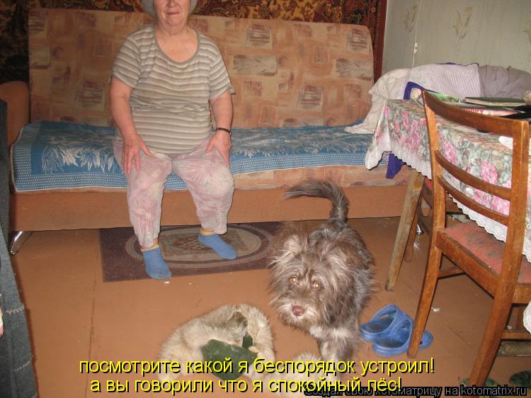 Котоматрица: посмотрите какой я беспорядок устроил! а вы говорили что я спокойный пёс!
