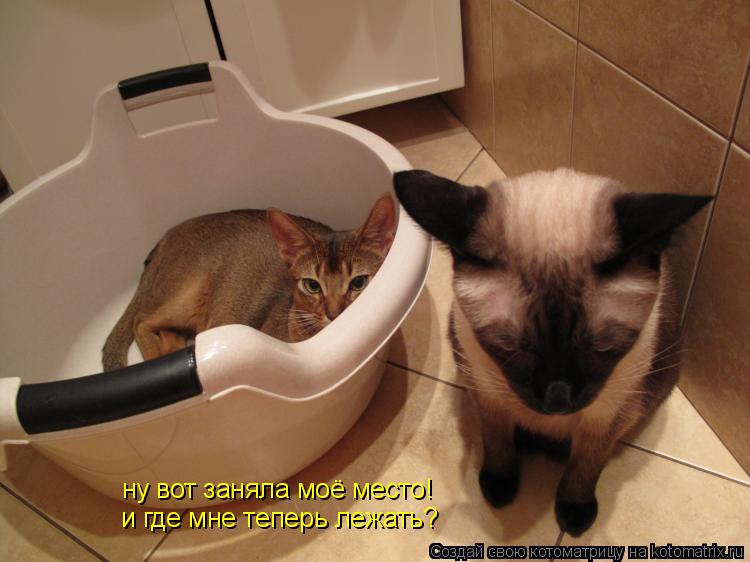 Котоматрица: ну вот заняла моё место! и где мне теперь лежать?