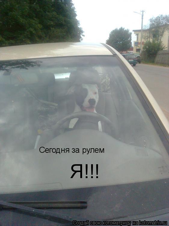 Сегодня за рулем Я!!!... Котоматрица: Сегодня за рулем Я!!!