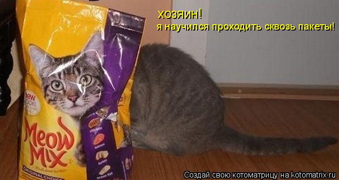 хозяин! я научился проходить сквозь пакеты!... Котоматрица: хозяин! я научился проходить сквозь пакеты!