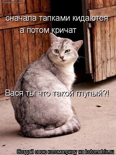 Котоматрица: сначала тапками кидаются а потом кричат Вася ты что такой глупый?! Вася ты что такой глупый?!