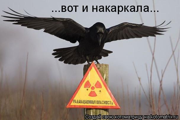 ...вот и накаркала...... Котоматрица: ...вот и накаркала...