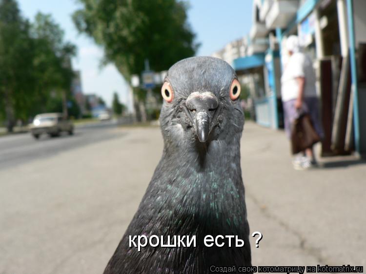крошки есть ?... Котоматрица: крошки есть ?