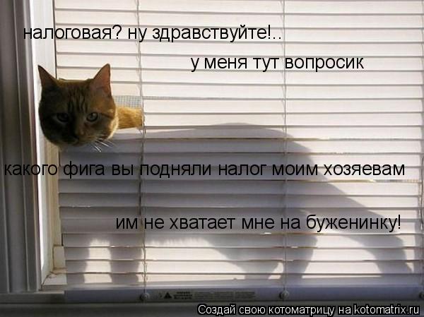 Котоматрица: налоговая? ну здравствуйте!.. у меня тут вопросик какого фига вы подняли налог моим хозяевам им не хватает мне на буженинку!