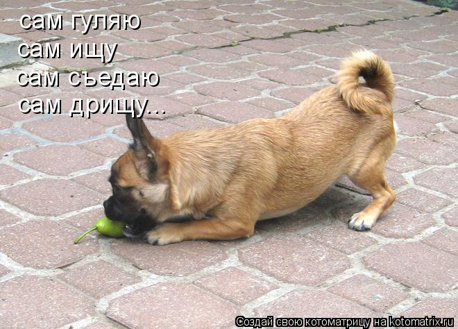 Котоматрица: сам гуляю сам ищу сам съедаю сам дрищу...