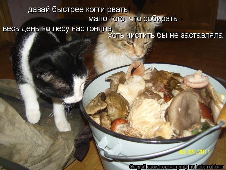 Котоматрица: давай быстрее когти рвать! мало того, что собирать -  весь день по лесу нас гоняла, хоть чистить бы не заставляла
