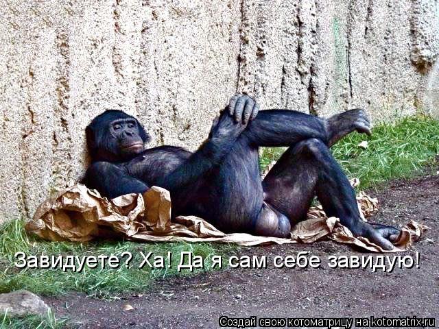 Котоматрица: Завидуете? Ха! Да я сам себе завидую!