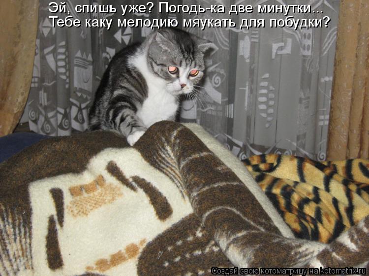 Эй, спишь уже? Погодь-ка две минутки... Тебе каку мелодию мяукать для побудки?... Котоматрица: Эй, спишь уже? Погодь-ка две минутки... Тебе каку мелодию мяукать для побудки?