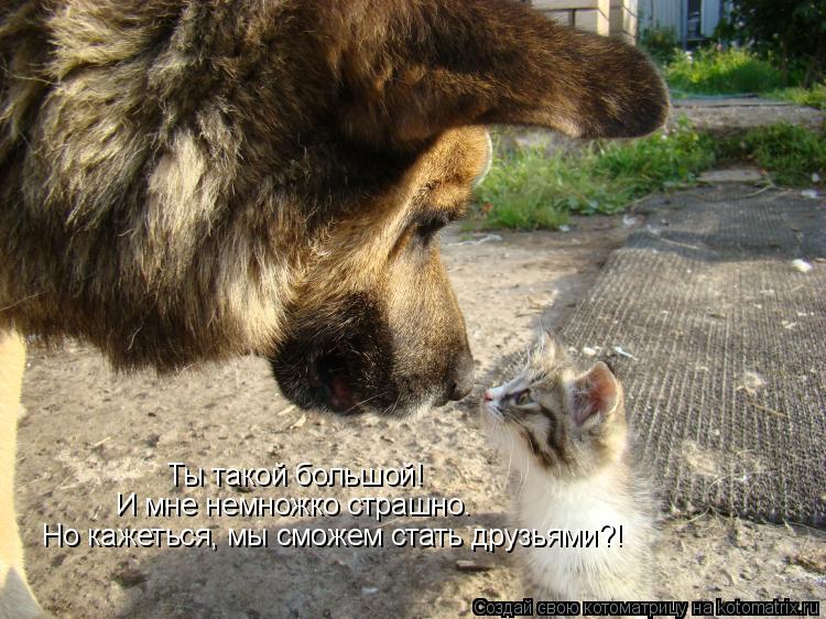 Котоматрица: Ты такой большой! И мне немножко страшно. Но кажеться, мы сможем стать друзьями?!