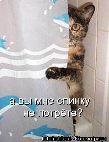 Котоматрица: а вы мне спинку не потрёте?