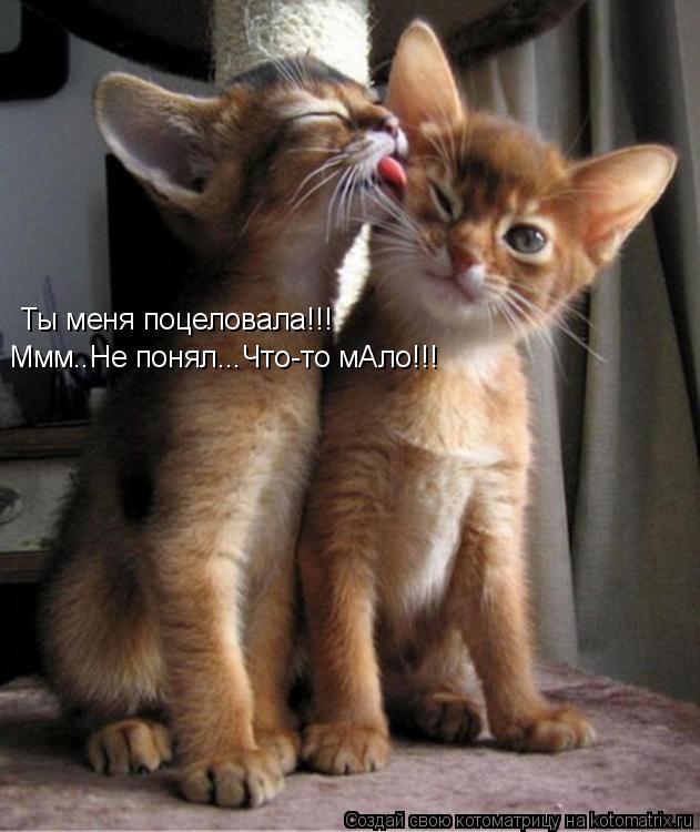 Котоматрица: Ты меня поцеловала!!! Ммм..Не понял...Что-то мАло!!!