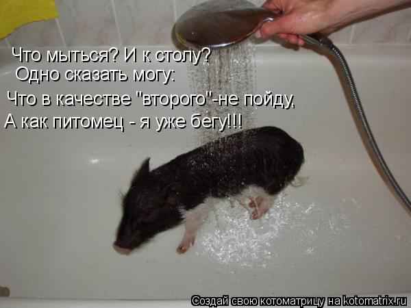 Котоматрица: Что мыться? И к столу? Одно сказать могу: Что в качестве "второго"-не пойду, А как питомец - я уже бегу!!!