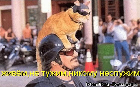 Котоматрица: живём,не тужим,никому неслужим