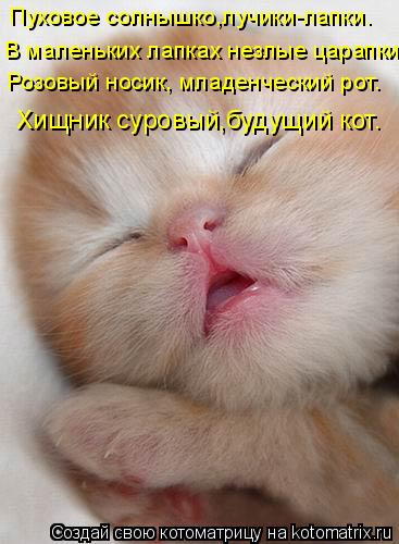 Пуховое солнышко,лучики-лапки. В маленьких лапках незлые царапки. Розовый носик, младенческий рот. Хи... Котоматрица: Пуховое солнышко,лучики-лапки. В маленьких лапках незлые царапки. Розовый носик, младенческий рот. Хищник суровый,будущий кот.
