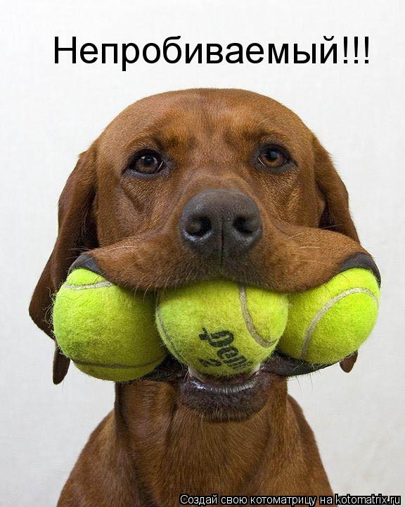 Котоматрица: Непробиваемый!!!