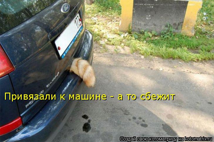 Котоматрица: Привязали к машине - а то сбежит