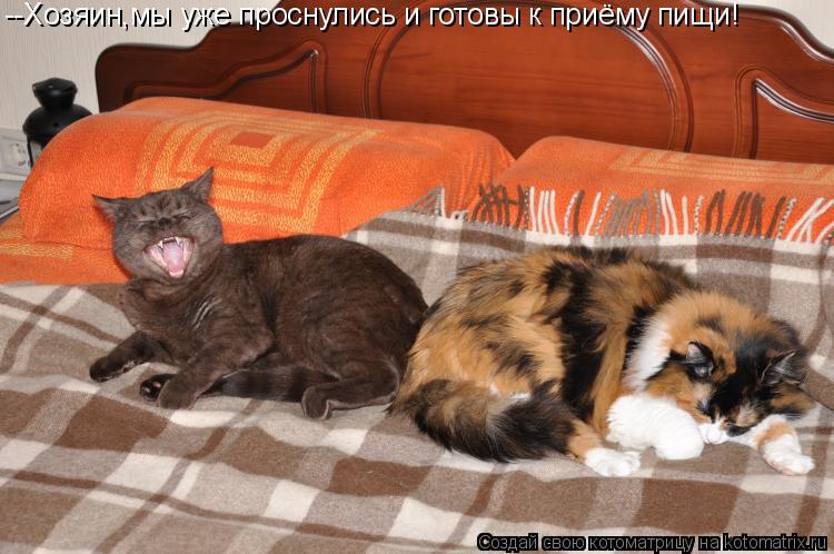 Котоматрица: --Хозяин,мы уже проснулись и готовы к приёму пищи!