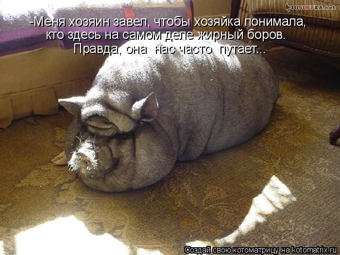 -Меня хозяин завел, чтобы хозяйка понимала, кто здесь на самом деле жирный боров. Правда, она нас ча... Котоматрица: -Меня хозяин завел, чтобы хозяйка понимала, кто здесь на самом деле жирный боров. Правда, она нас часто путает...