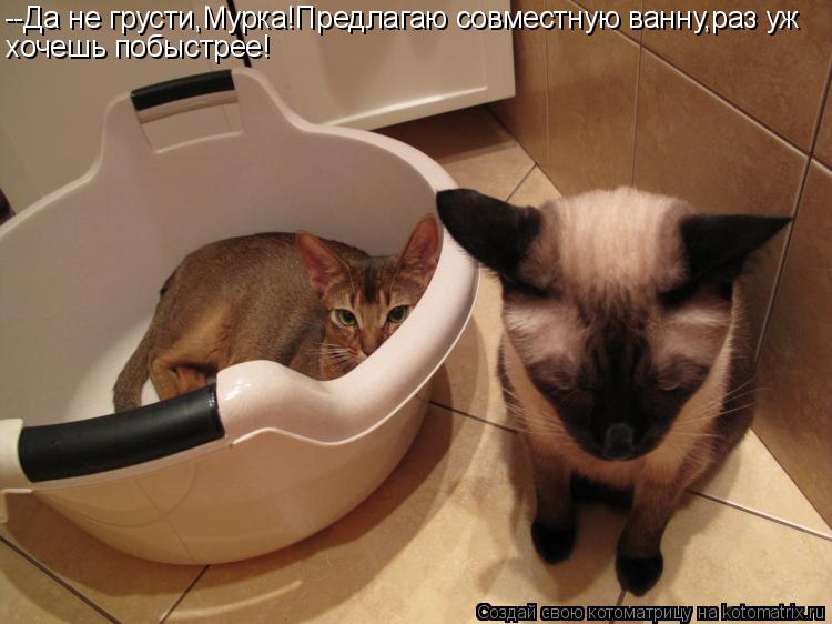 --Да не грусти,Мурка!Предлагаю совместную ванну,раз уж хочешь побыстрее!... Котоматрица: --Да не грусти,Мурка!Предлагаю совместную ванну,раз уж хочешь побыстрее!