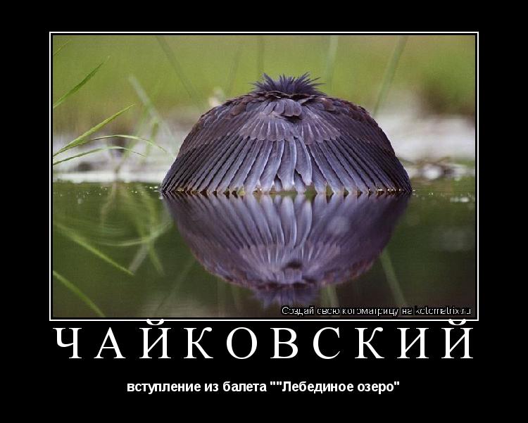 Котоматрица: Чайковский  вступление из балета ""Лебединое озеро"