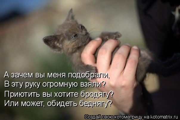 А зачем вы меня подобрали, В эту руку огромную взяли? Приютить вы хотите бродягу? Или может, обидеть ... Котоматрица: А зачем вы меня подобрали, В эту руку огромную взяли? Приютить вы хотите бродягу? Или может, обидеть беднягу?