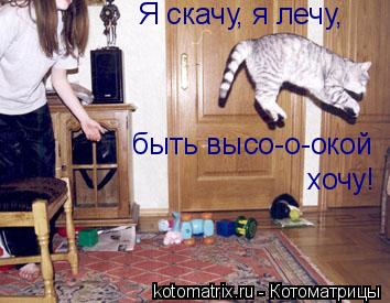 Я скачу, я лечу, быть высо-о-окой хочу!... Котоматрица: Я скачу, я лечу, быть высо-о-окой хочу!