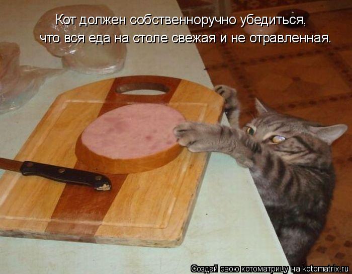Кот должен собственноручно убедиться, что вся еда на столе свежая и не отравленная.... Котоматрица: Кот должен собственноручно убедиться, что вся еда на столе свежая и не отравленная.