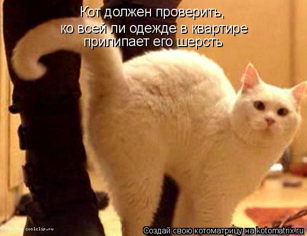 Котоматрица: Кот должен проверить,  ко всей ли одежде в квартире  прилипает его шерсть