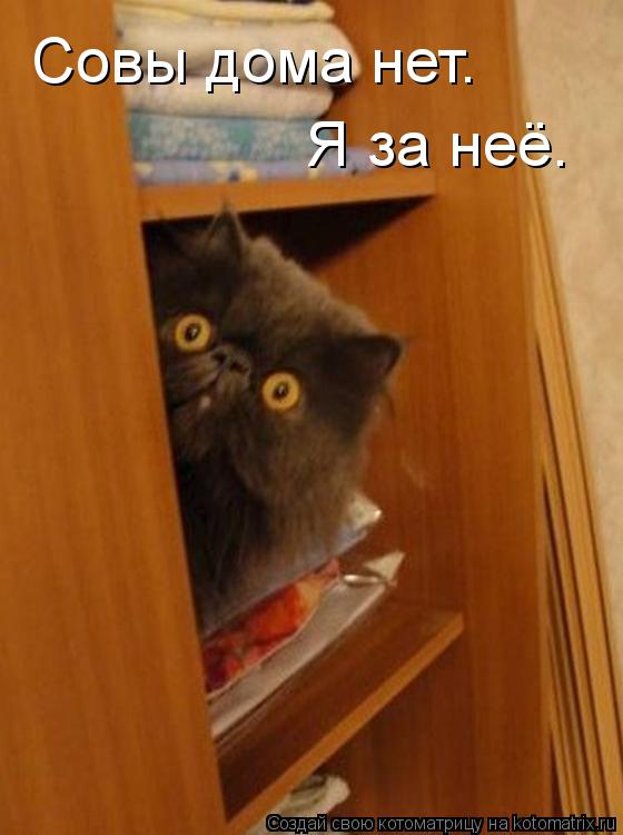 Котоматрица: Совы дома нет.  Я за неё.