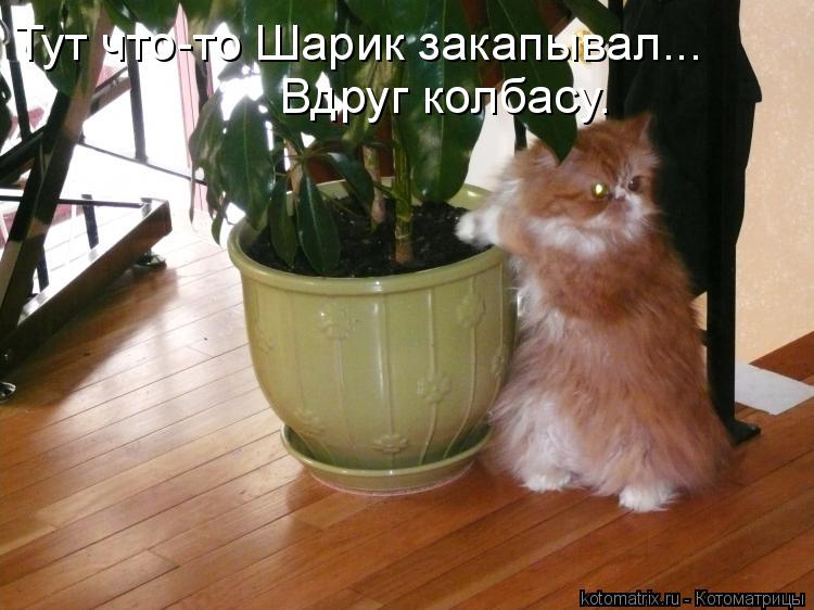 Котоматрица: Тут что-то Шарик закапывал... Вдруг колбасу.