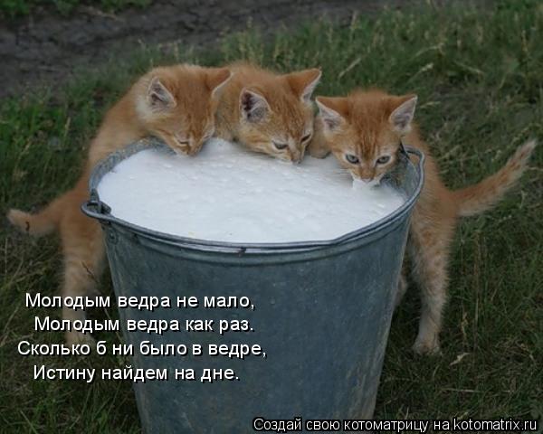 Котоматрица: Молодым ведра не мало, Молодым ведра как раз. Сколько б ни было в ведре, Истину найдем на дне.